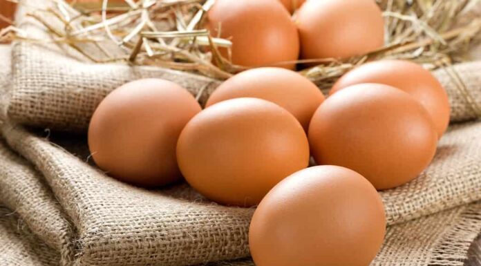 Rosolare le uova di gallina su tela