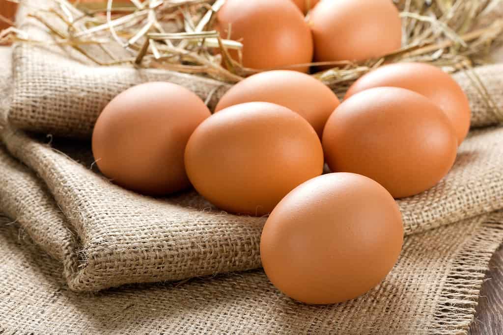 Rosolare le uova di gallina su tela