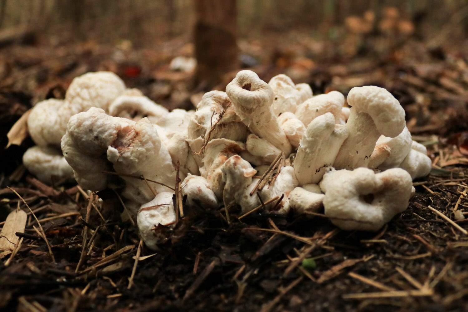 Cluster di funghi Gamberetti di bosco