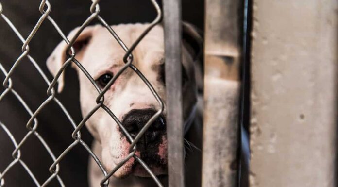 White American Bull Dog Pit Bull Cane di razza mista Cane adulto di grandi dimensioni che guarda triste Contatto visivo con la telecamera attraverso la gabbia del canile del rifugio per animali