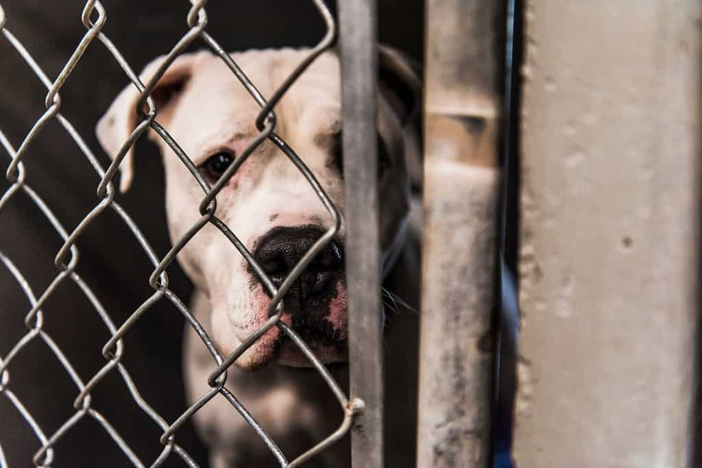 White American Bull Dog Pit Bull Cane di razza mista Cane adulto di grandi dimensioni che guarda triste Contatto visivo con la telecamera attraverso la gabbia del canile del rifugio per animali