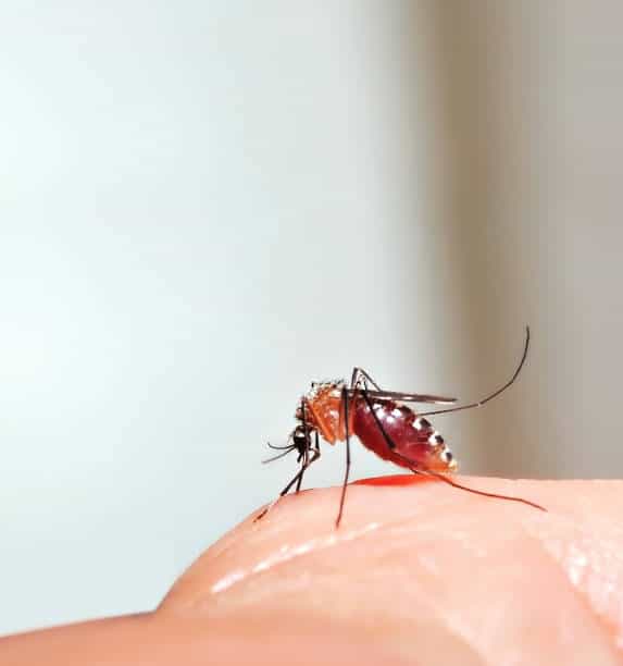 Zanzara che succhia il sangue dal dito.