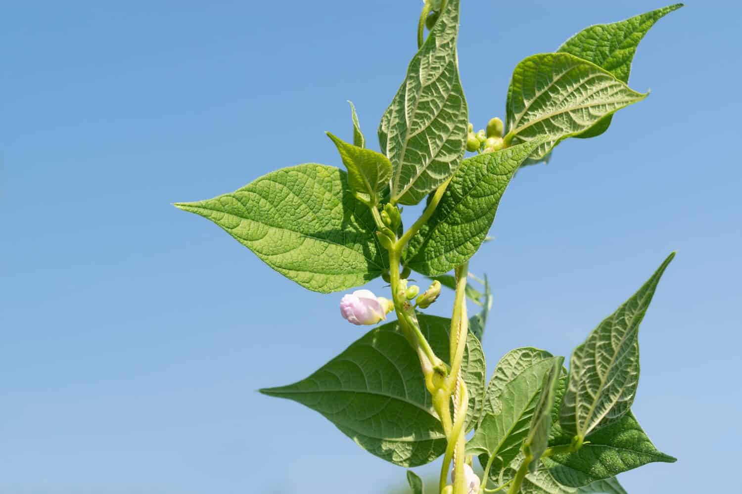 Giovani gambi di un fagiolino in fiore