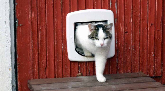 Il gatto domestico usa la gattaiola ed esce autonomamente.