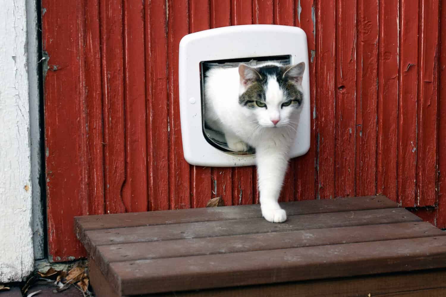 Il gatto domestico usa la gattaiola ed esce autonomamente.