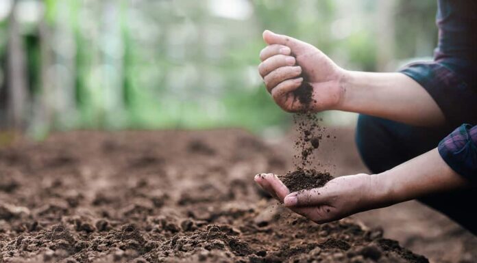 Coltivatore che tiene il terreno nelle mani da vicino.  Gli esperti degli agricoltori controllano le condizioni del terreno prima di piantare semi o piantine.  Idea imprenditoriale o concetto ambientale ecologico