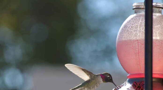 Bere colibrì da Hummingbird Feede