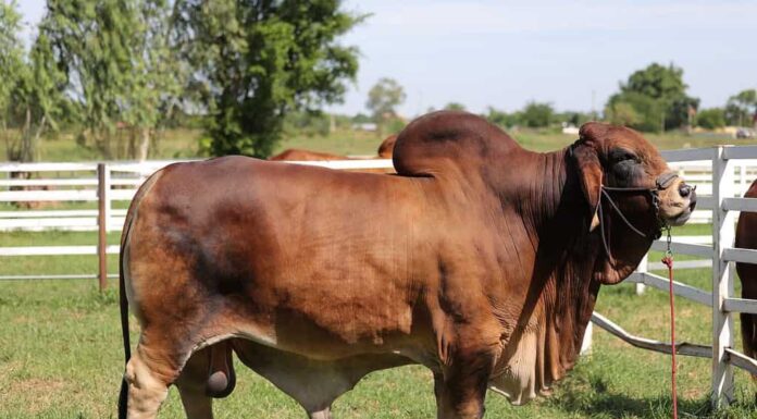 Allevatore di bovini da carne, razza brahman rossa americana.