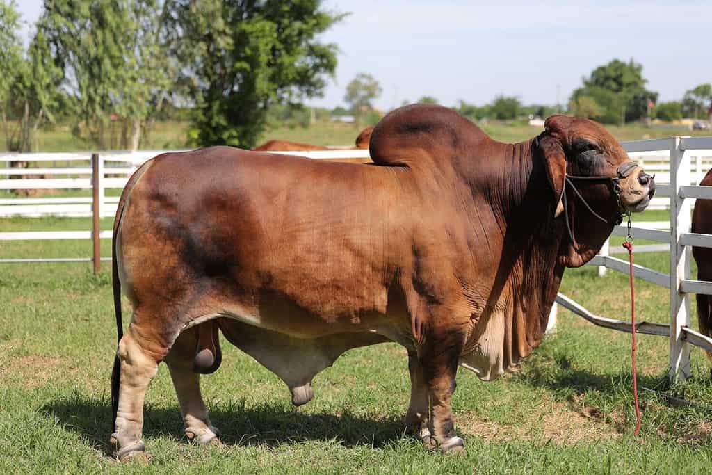 Allevatore di bovini da carne, razza brahman rossa americana.