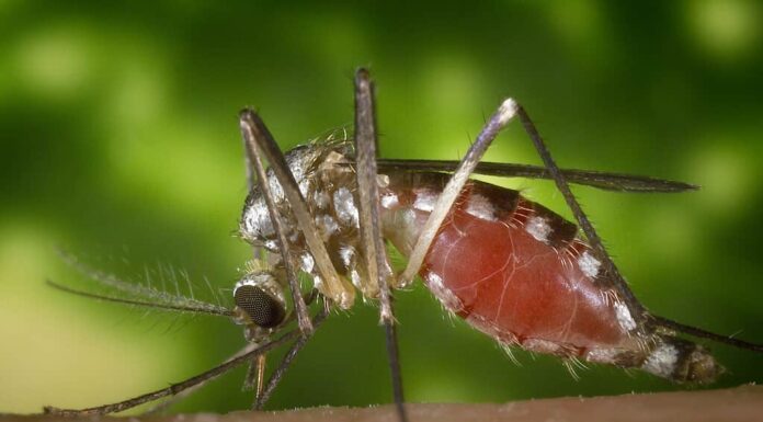 Zanzara del buco dell'albero orientale, o Aedes triseriatus, o Ochlerotatus triseriatus