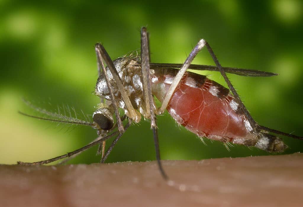 Zanzara del buco dell'albero orientale, o Aedes triseriatus, o Ochlerotatus triseriatus