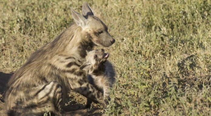 La Hyaena striata (Hyaena hyaena) con un cucciolo nel Parco Nazionale del Serengeti in Tanzania