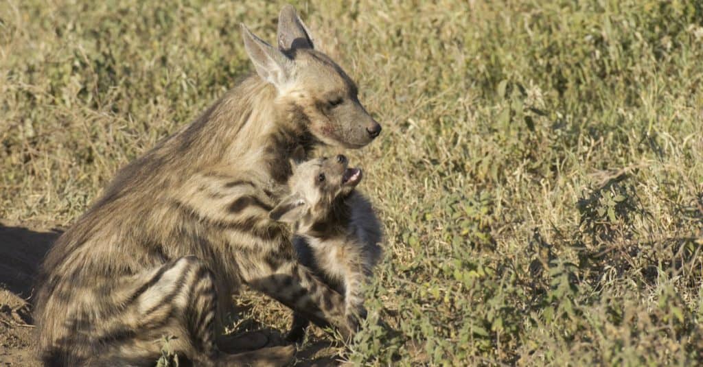 La Hyaena striata (Hyaena hyaena) con un cucciolo nel Parco Nazionale del Serengeti in Tanzania