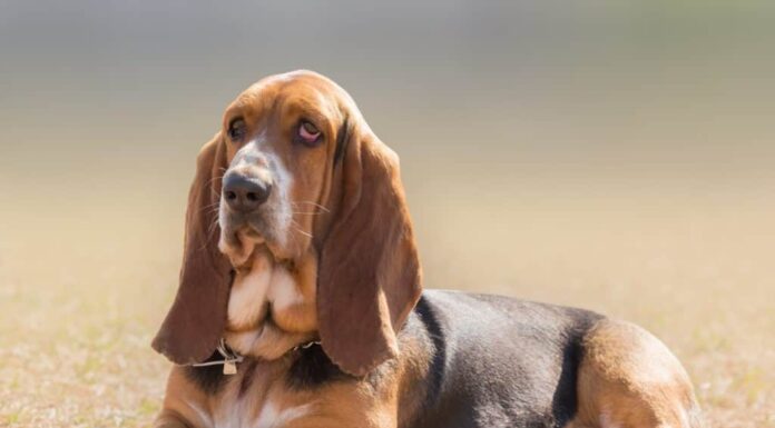 le migliori razze di cani: il basset hound