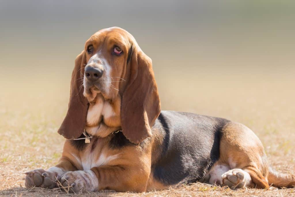 le migliori razze di cani: il basset hound