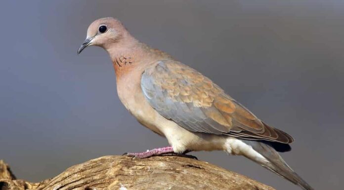 La colomba ridente (Spilopelia senegalensis) seduta su un ramo secco con sfondo blu