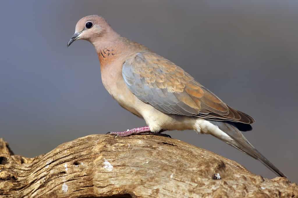 La colomba ridente (Spilopelia senegalensis) seduta su un ramo secco con sfondo blu