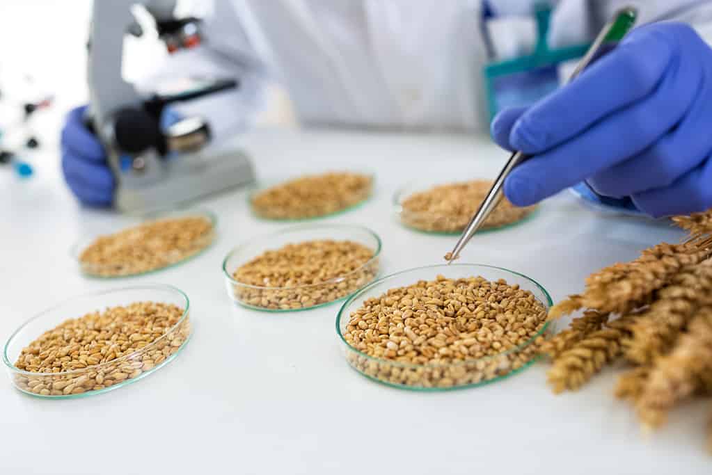 Scienziato che prende il grano con una pincetta in laboratorio per la ricerca alimentare