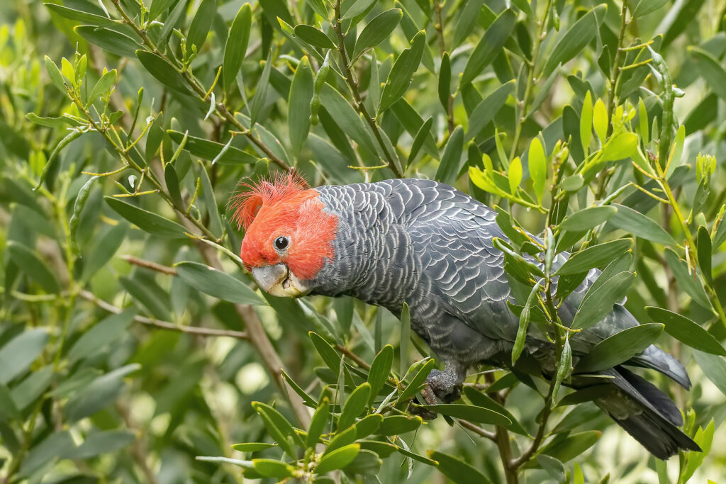 Cacatua maschio (Callocephalon fimbriatum) identificato dalla femmina con la testa e la cresta rosse.