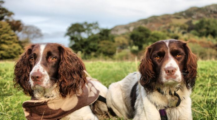 due graziosi cani da caccia da compagnia springer spaniel inglesi di tipo fegato e bianco da lavoro