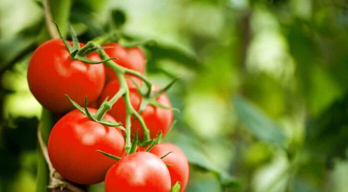 Bellissimi pomodori rossi maturi coltivati ​​in serra.  Fotografia di pomodoro da giardinaggio con spazio per la copia.  Profondità di campo