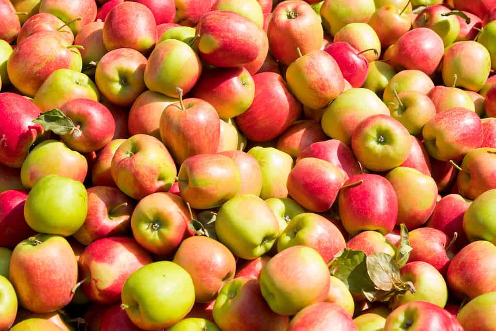 Sfondo texture di mele fresche jonagold.  Immagine delle grandi mele rosse del prodotto della frutta