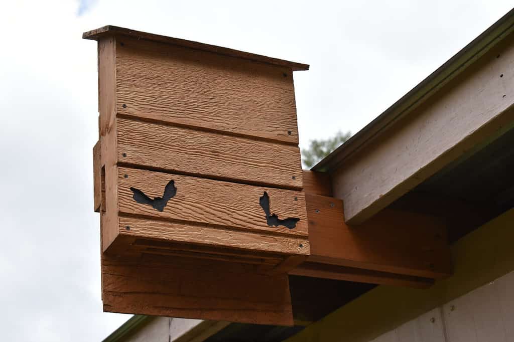 Casa dei pipistrelli in legno sul fienile