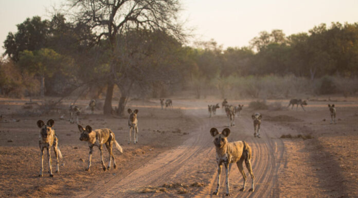 Un'immagine orizzontale a colori di un grande branco di cani selvatici africani, Pycaon pictus, che si prepara a cacciare nella luce dorata della tarda serata nel Parco Nazionale di Gonarezhou, Zimbabwe.