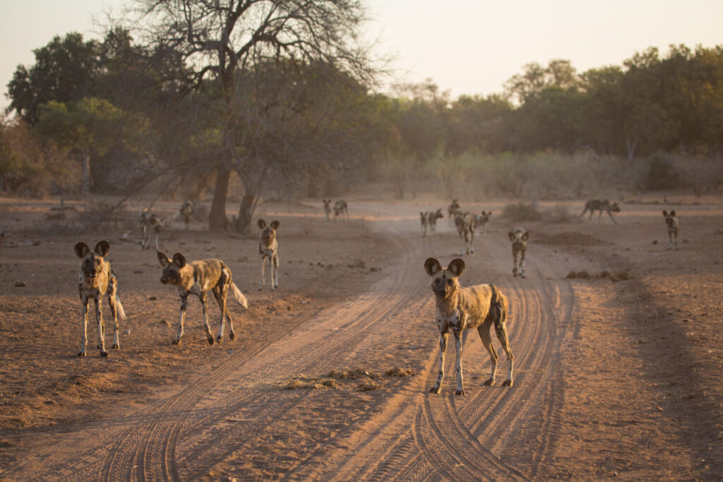Un'immagine orizzontale a colori di un grande branco di cani selvatici africani, Pycaon pictus, che si prepara a cacciare nella luce dorata della tarda serata nel Parco Nazionale di Gonarezhou, Zimbabwe.