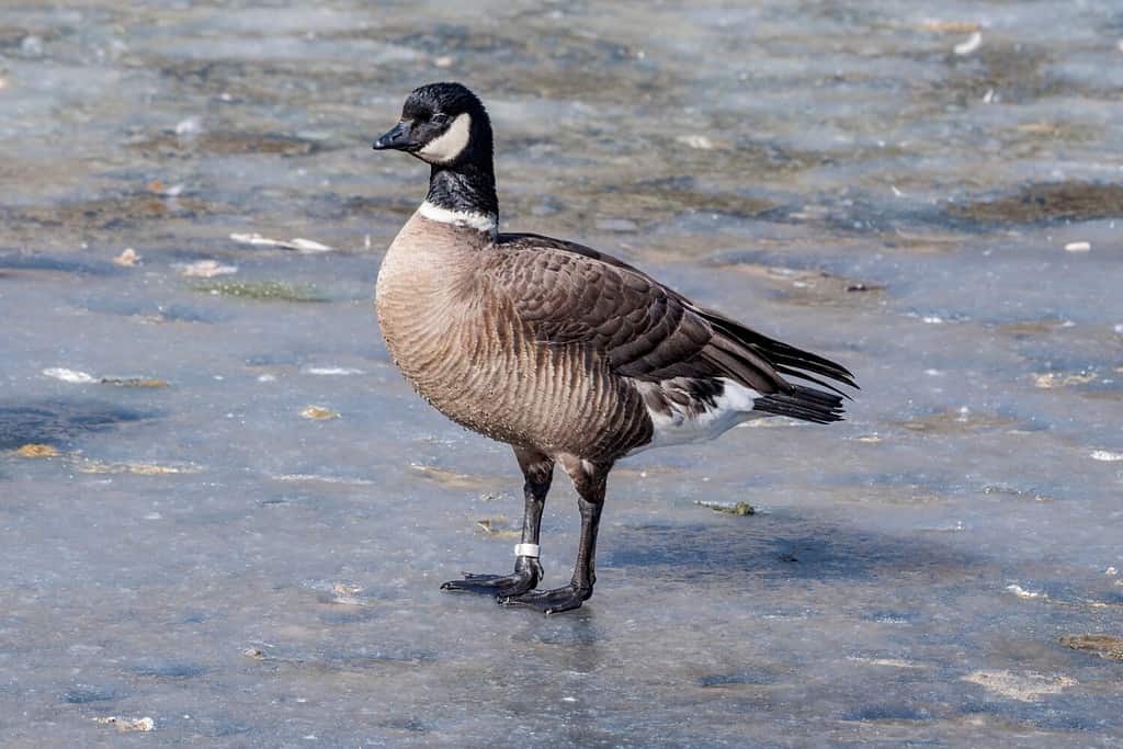 Oca schiamazzante delle Aleutine (Branta hutchinsii leucopareia) nel parco