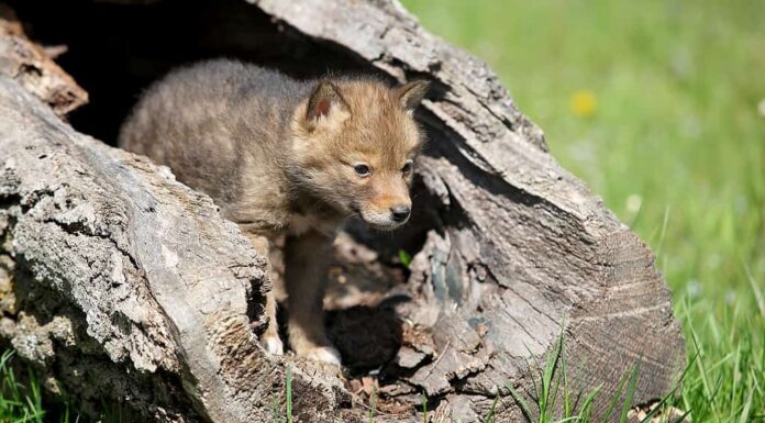 Cuccioli di coyote che giocano in un tronco scavato