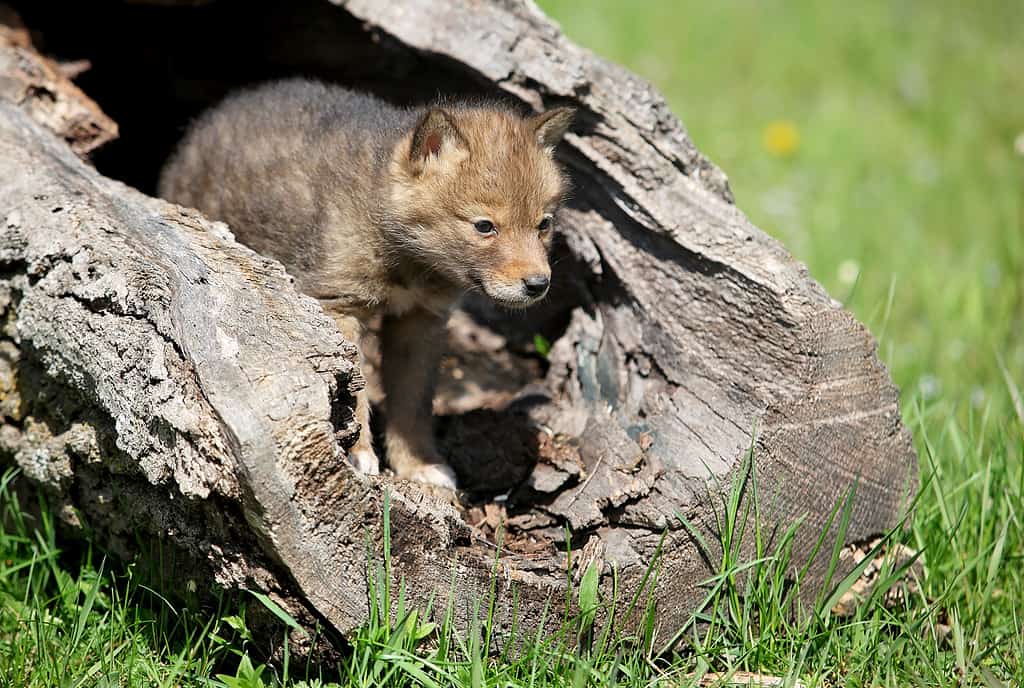 Cuccioli di coyote che giocano in un tronco scavato