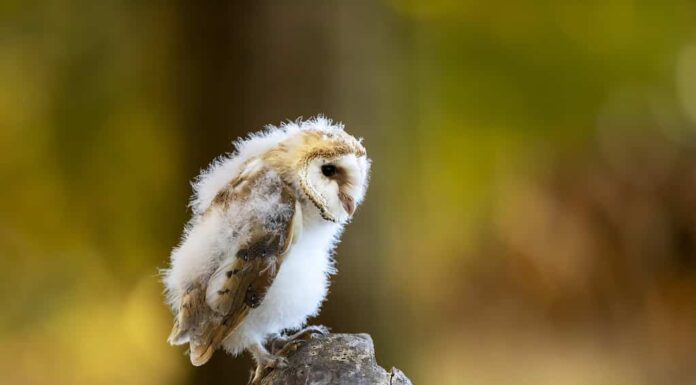 Nidificazione del gufo in autunno.  Barbagianni, Tyto alba, appollaiato sul tronco d'albero.  Giovane gufo nella natura autunnale