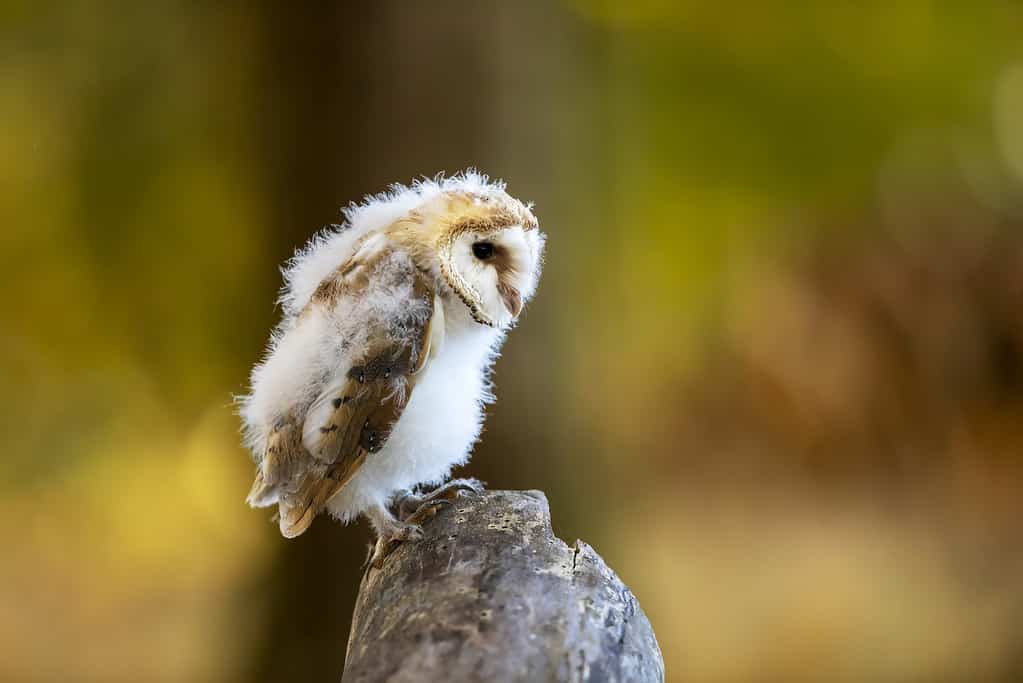 Nidificazione del gufo in autunno.  Barbagianni, Tyto alba, appollaiato sul tronco d'albero.  Giovane gufo nella natura autunnale