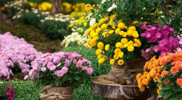 piante di crisantemo in vaso posizionate con cura in giardino