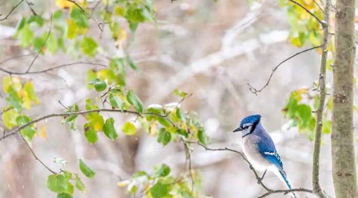 Lato primo piano di un simpatico uccello blu jay Cyanocitta cristata appollaiato sul ramo di un albero durante l'autunno primavera foglie verdi pioggia di neve in Virginia