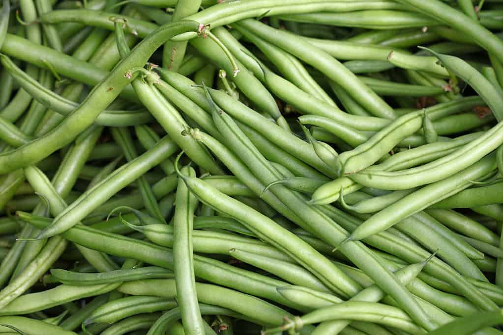 Mucchio di fagiolini freschi sulla bancarella del mercato