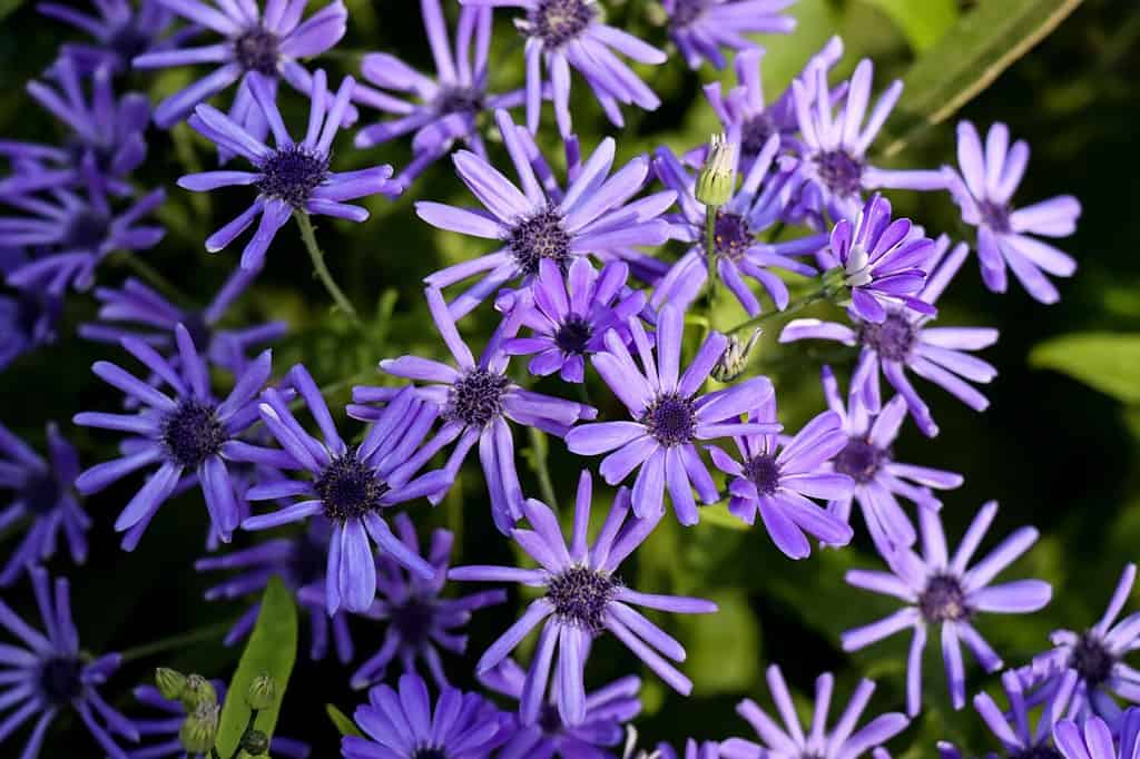 Il primo piano L'aster di legno blu o il Symphyotrichum cordifolium fiori viola nel giardino