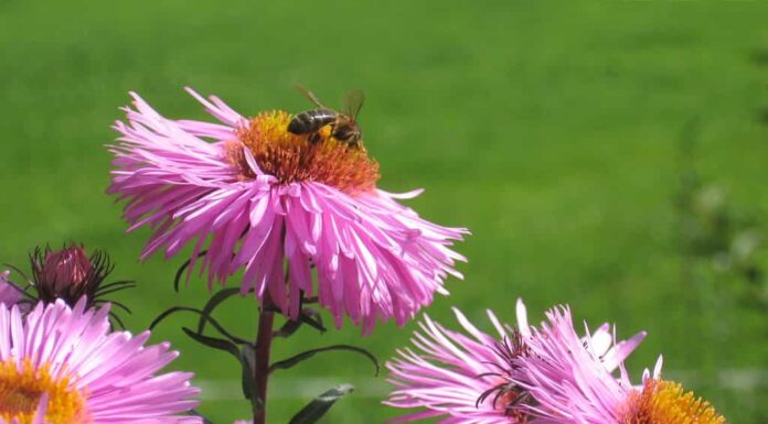 aster della Nuova Inghilterra