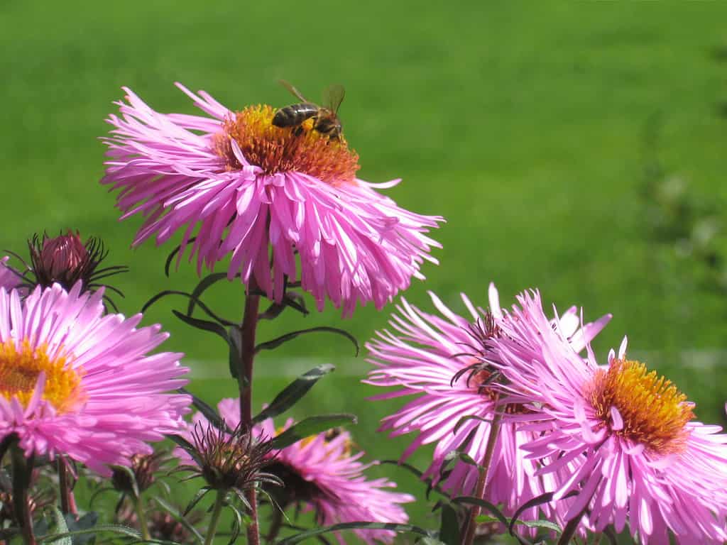 aster della Nuova Inghilterra