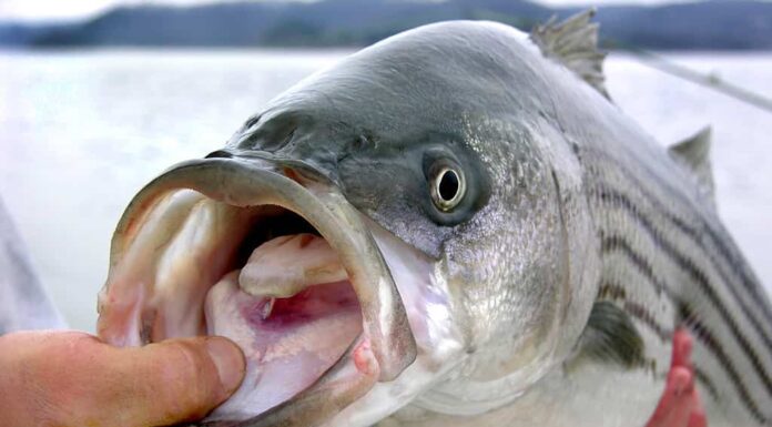 Spigola striata catturata dal pescatore