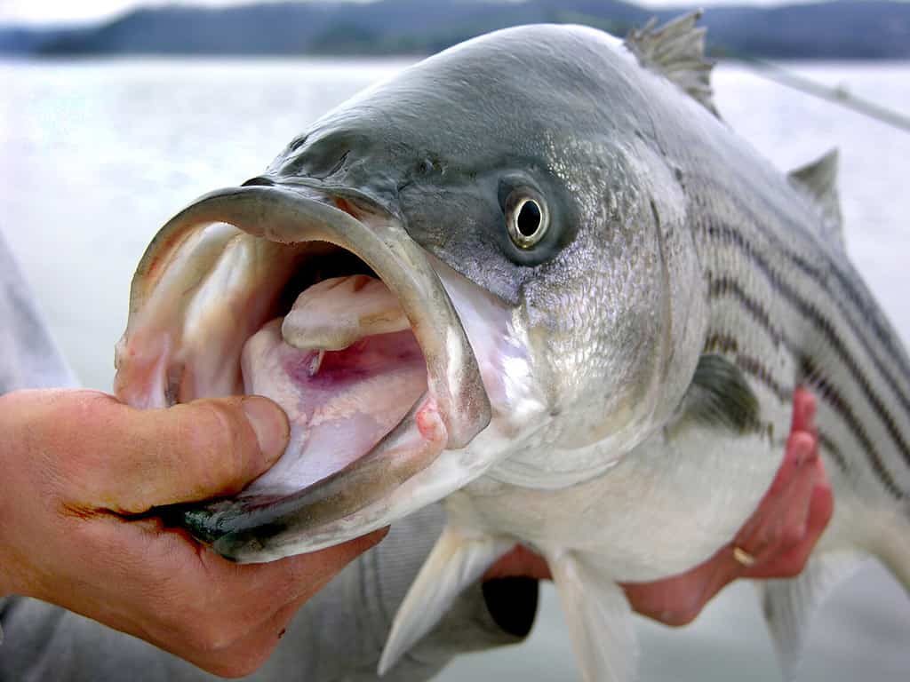 Spigola striata catturata dal pescatore