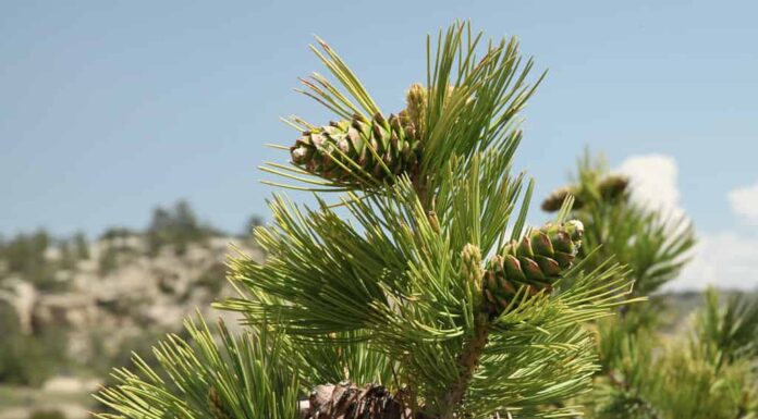 Coni vecchi e nuovi di pino agile (Pinus flexilis) a Weatherman Draw, Montana