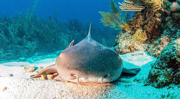 L'immagine mostra uno squalo nutrice durante un'immersione subacquea in Belize