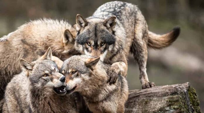 Famiglia di lupi grigi nella foresta