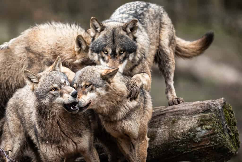 Famiglia di lupi grigi nella foresta