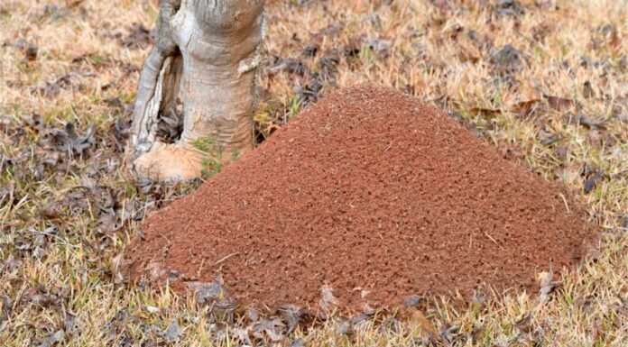 Guarda cosa succede quando un uomo accende un enorme formicaio, liberando milioni di insetti
