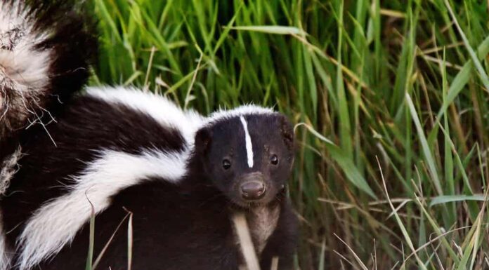 Giovane Skunk striato nel fosso stradale