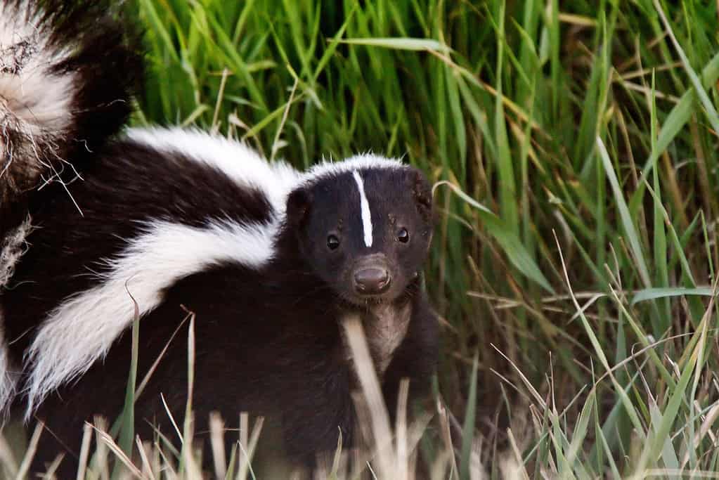 Giovane Skunk striato nel fosso stradale