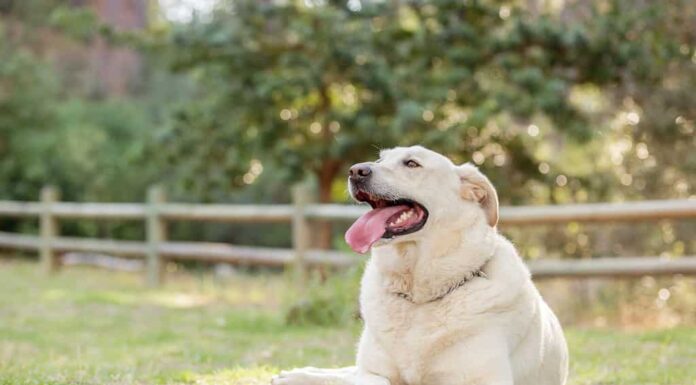 Documentalista di labrador bianco sovrappeso in un parco